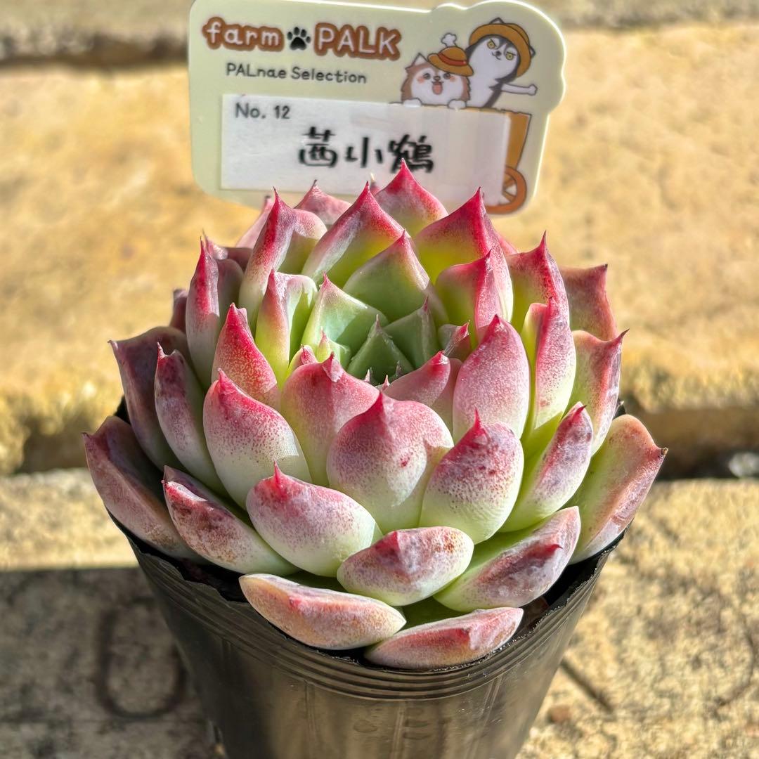 多肉　ファームパルク「チリピンキー」「茜小鶴」2鉢セット