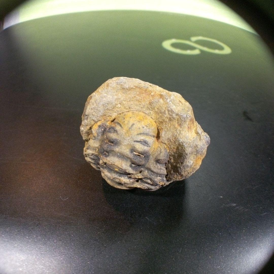 三葉虫　化石　fossil　ボリビア産　トライロバイト　三葉虫個体⑦