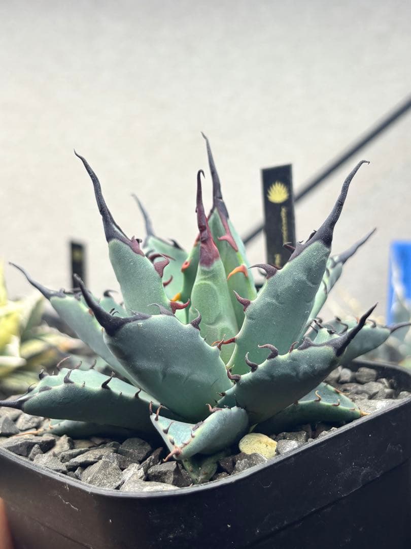 本日限定価格 ネバデンシス BB 親株 ハイブリッド エボリスピナ 青葉陽炎