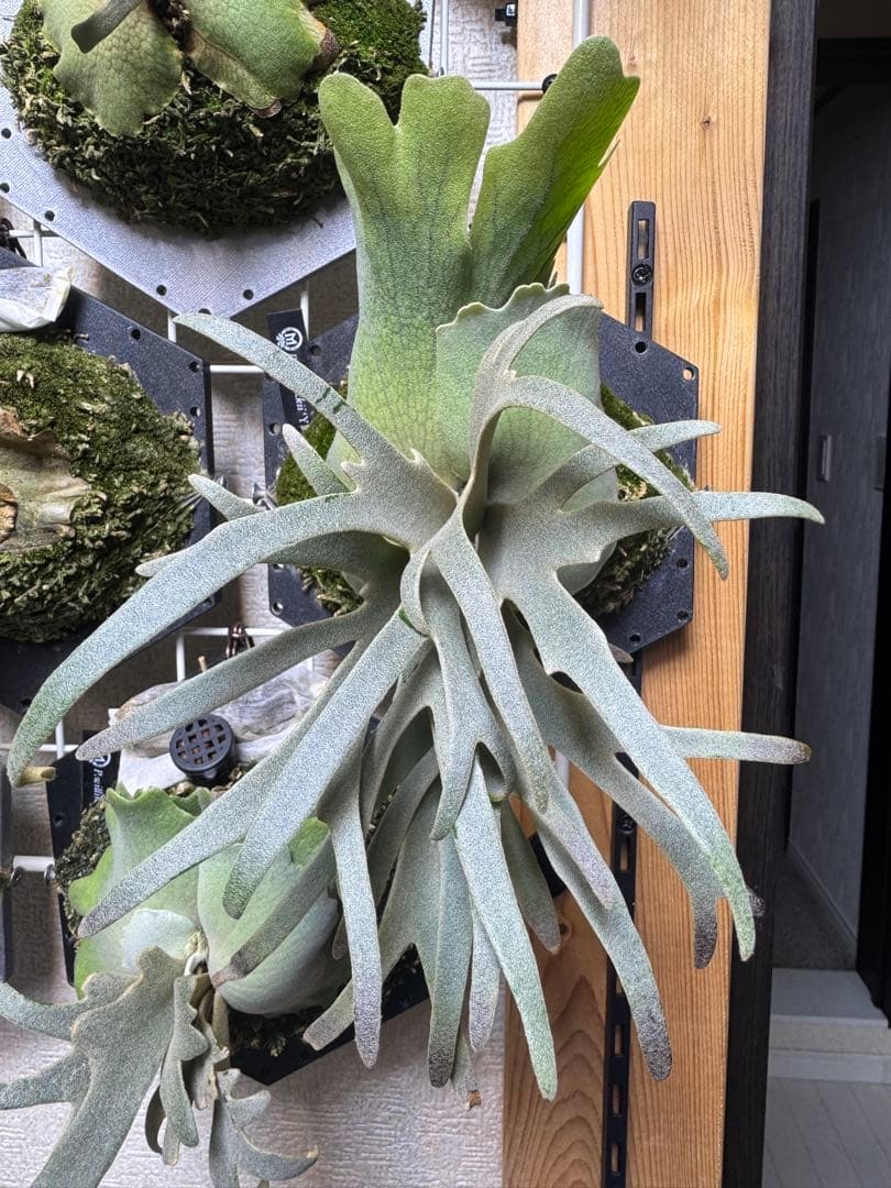 willinckii yms #14 ビカクシダ