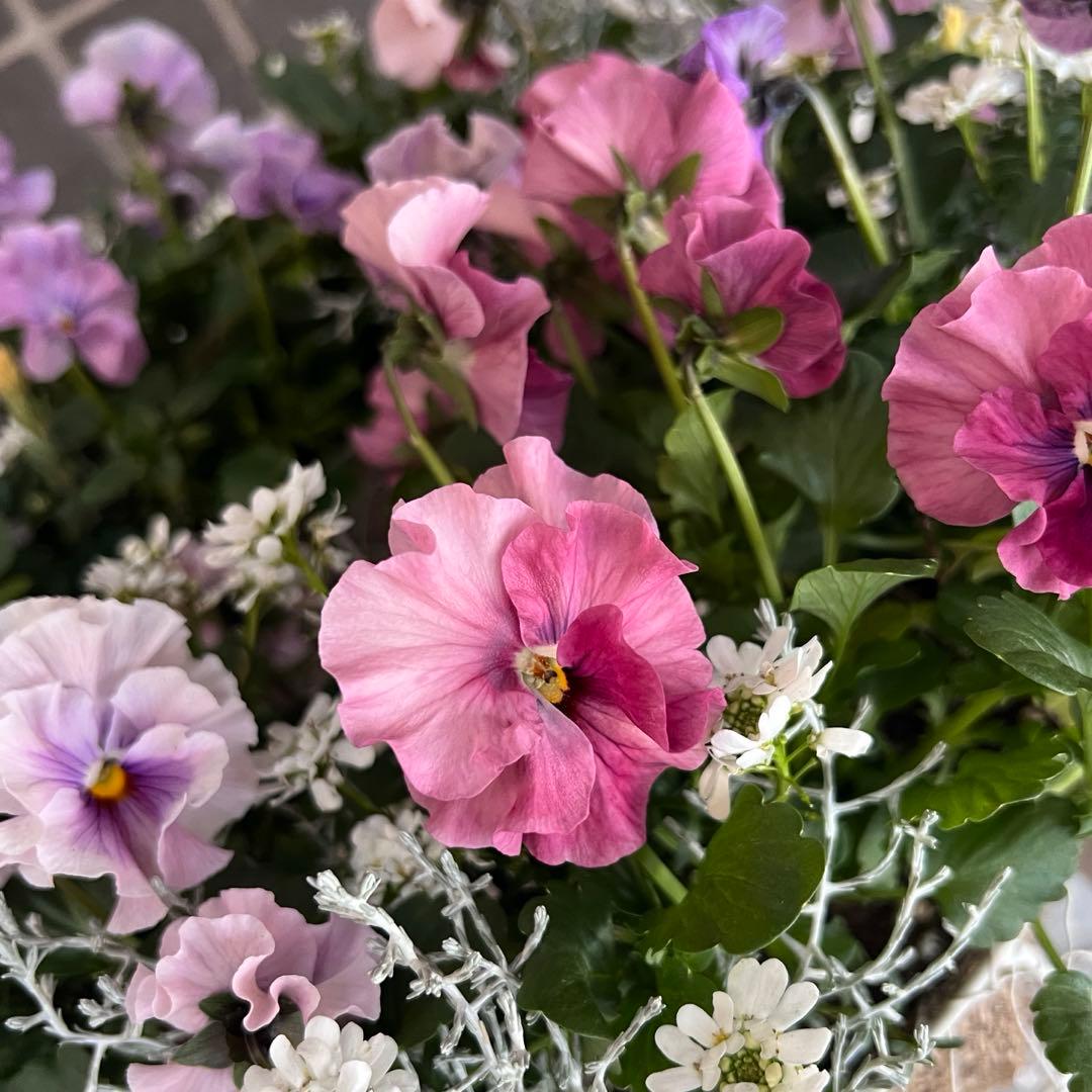 ＊ニュアンスカラーのビオラと小花の寄せ植えリース＊