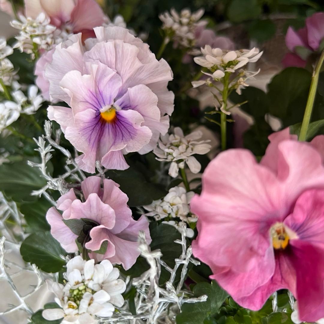 ＊ニュアンスカラーのビオラと小花の寄せ植えリース＊