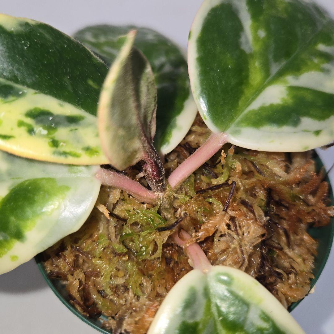 その他観葉植物 Hoya carnosa ' Madara  angel'