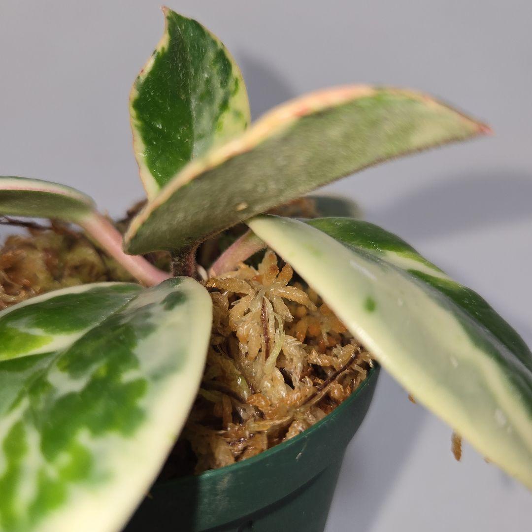 その他観葉植物 Hoya carnosa ' Madara  angel'