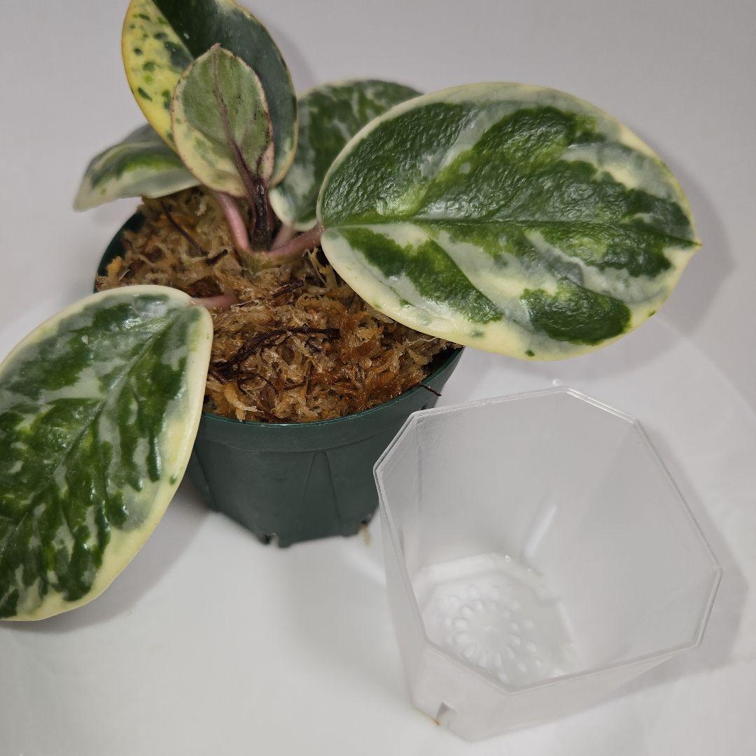 その他観葉植物 Hoya carnosa ' Madara  angel'