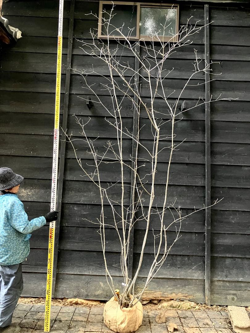 8 山採り　アオダモ