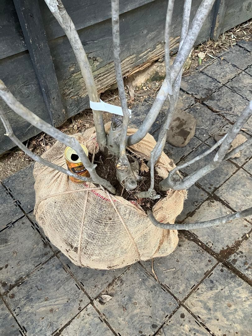 8 山採り　アオダモ