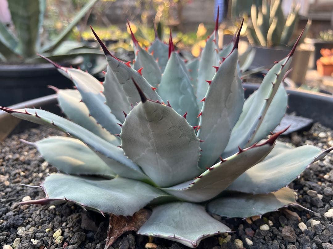 x*3様 アガベ パリー ホーチエンシス 吉祥天