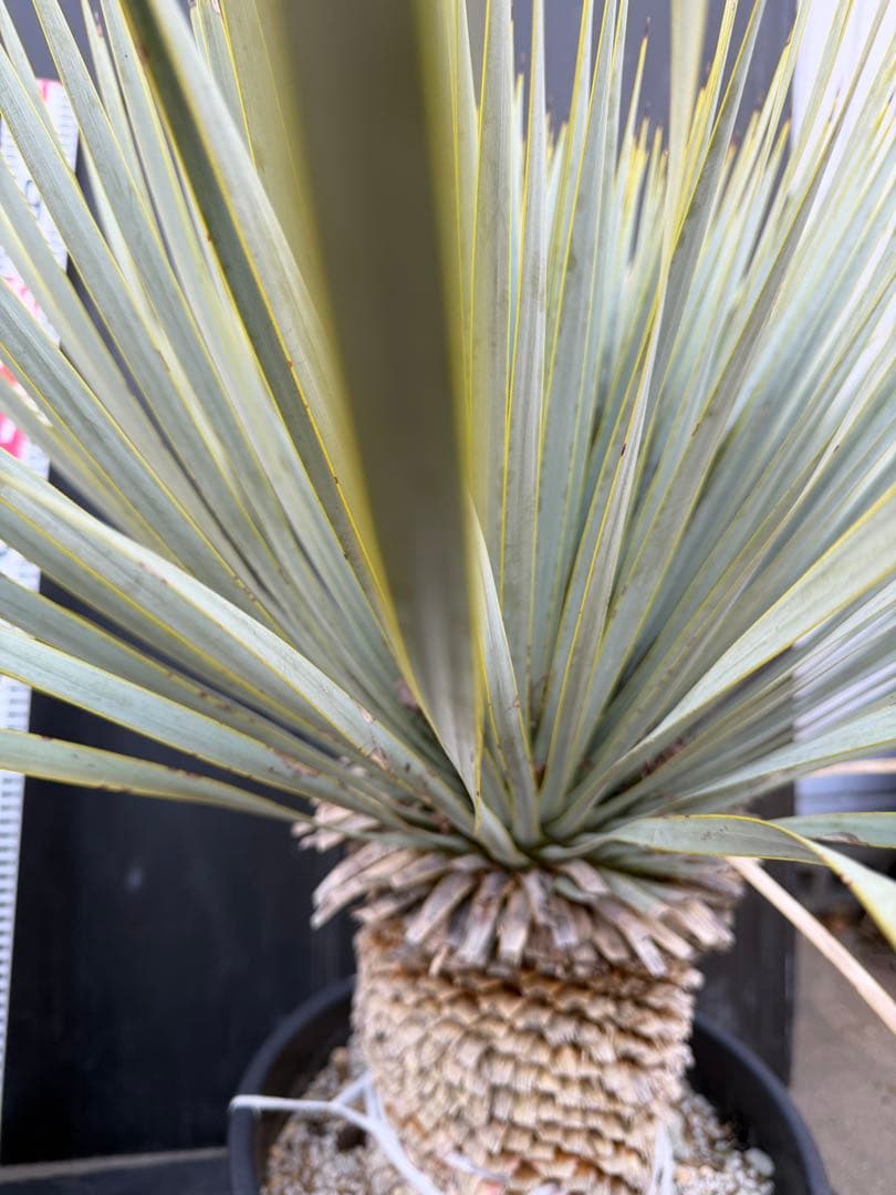 ユッカ マルデヌベス　大きめ 観葉植物