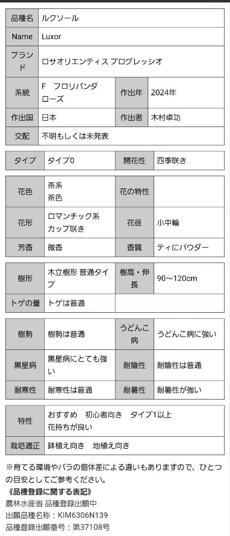 【冬季特大大苗】●バラ苗●ルクソール●国産苗 8号鉢植え●ロサオリエンティス●