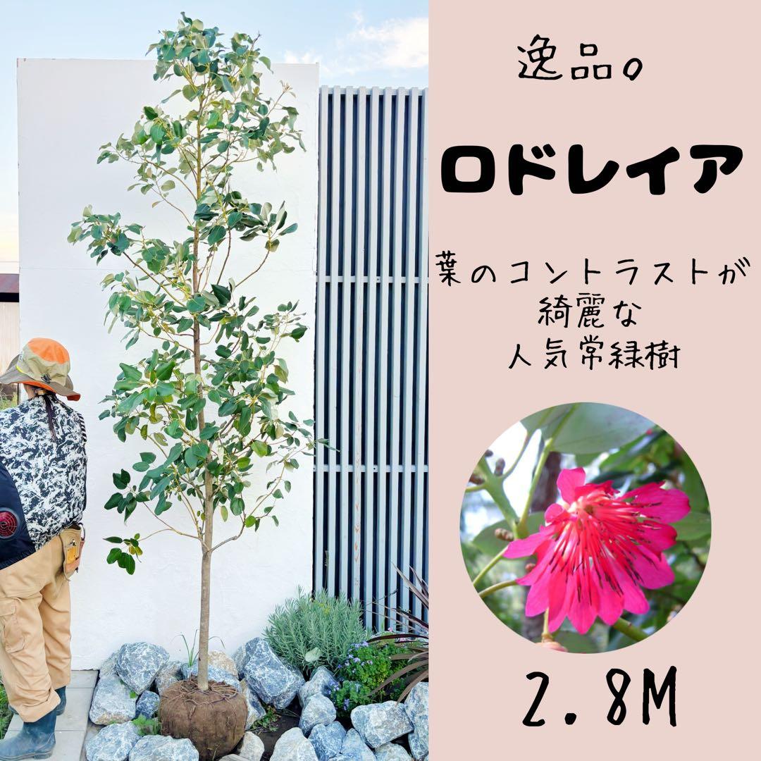 逸品。ロドレイア2.8M(鉢底から)