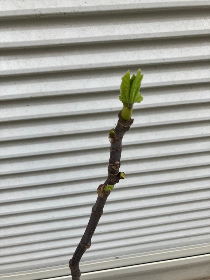 イタリア　エアルーム　イチジク　苗