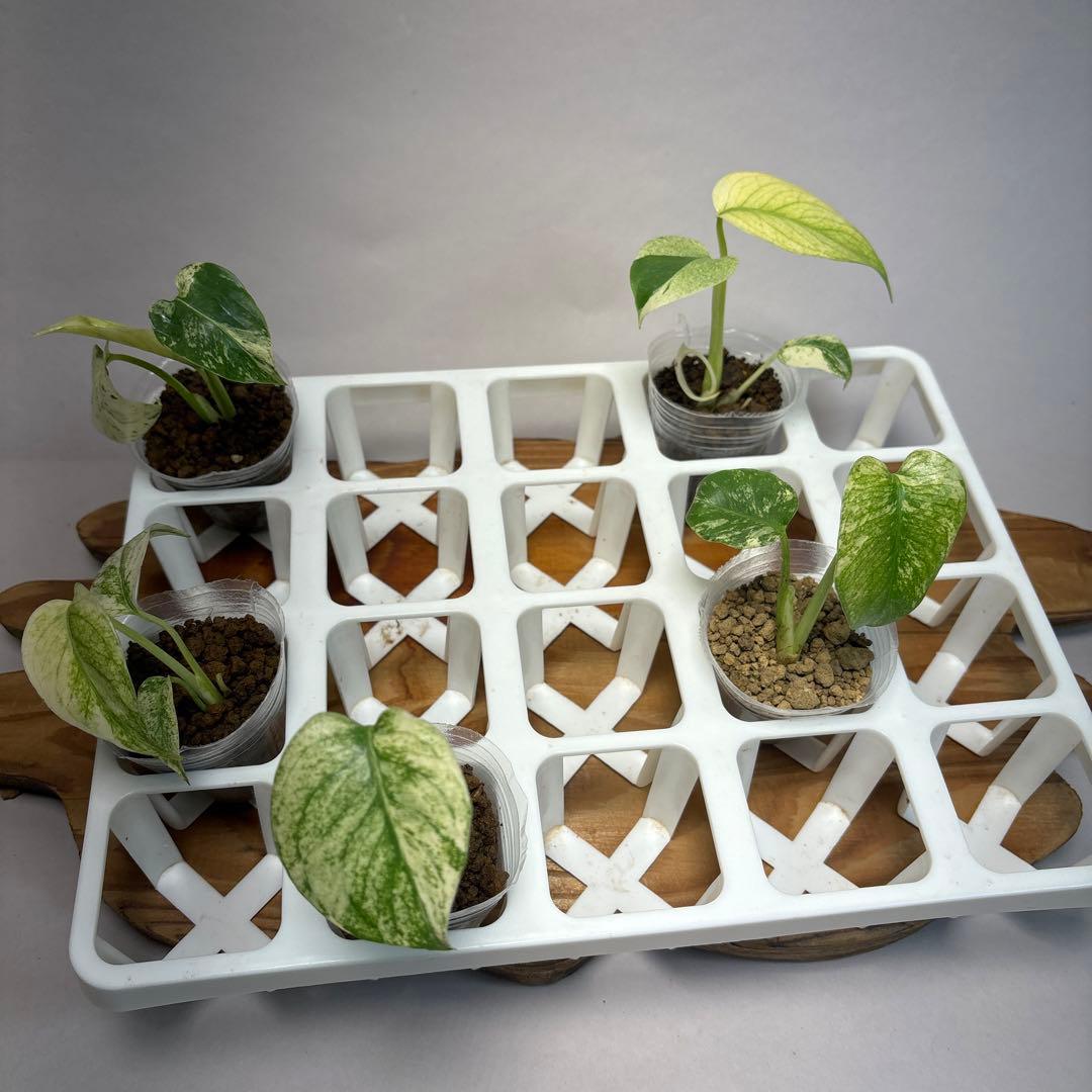 た*ま様 5株セットMS17【特別選抜】ホワイトモンスター／天津蘭 モンステラ斑