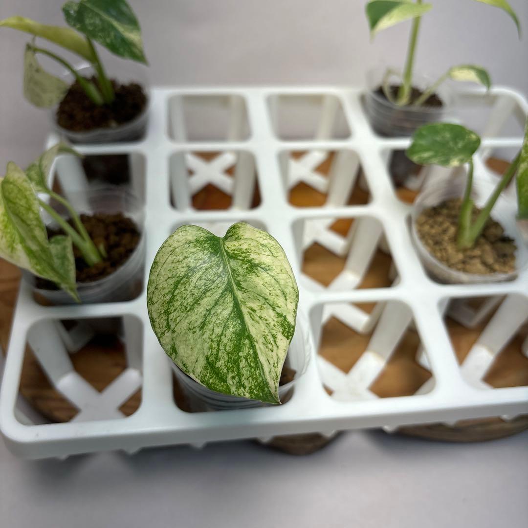 た*ま様 5株セットMS17【特別選抜】ホワイトモンスター／天津蘭 モンステラ斑