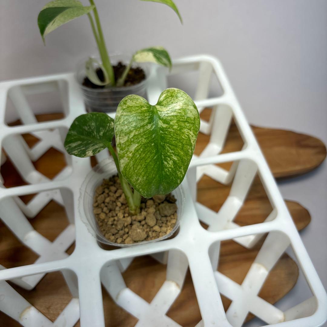 た*ま様 5株セットMS17【特別選抜】ホワイトモンスター／天津蘭 モンステラ斑