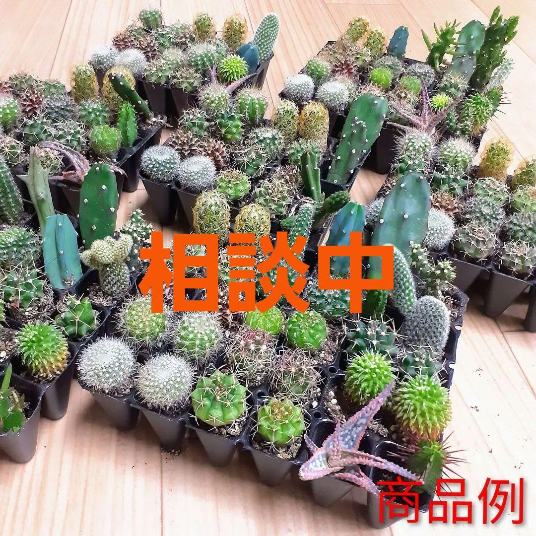 多肉植物　ミニサボテン　抜き苗　おまかせ　100個