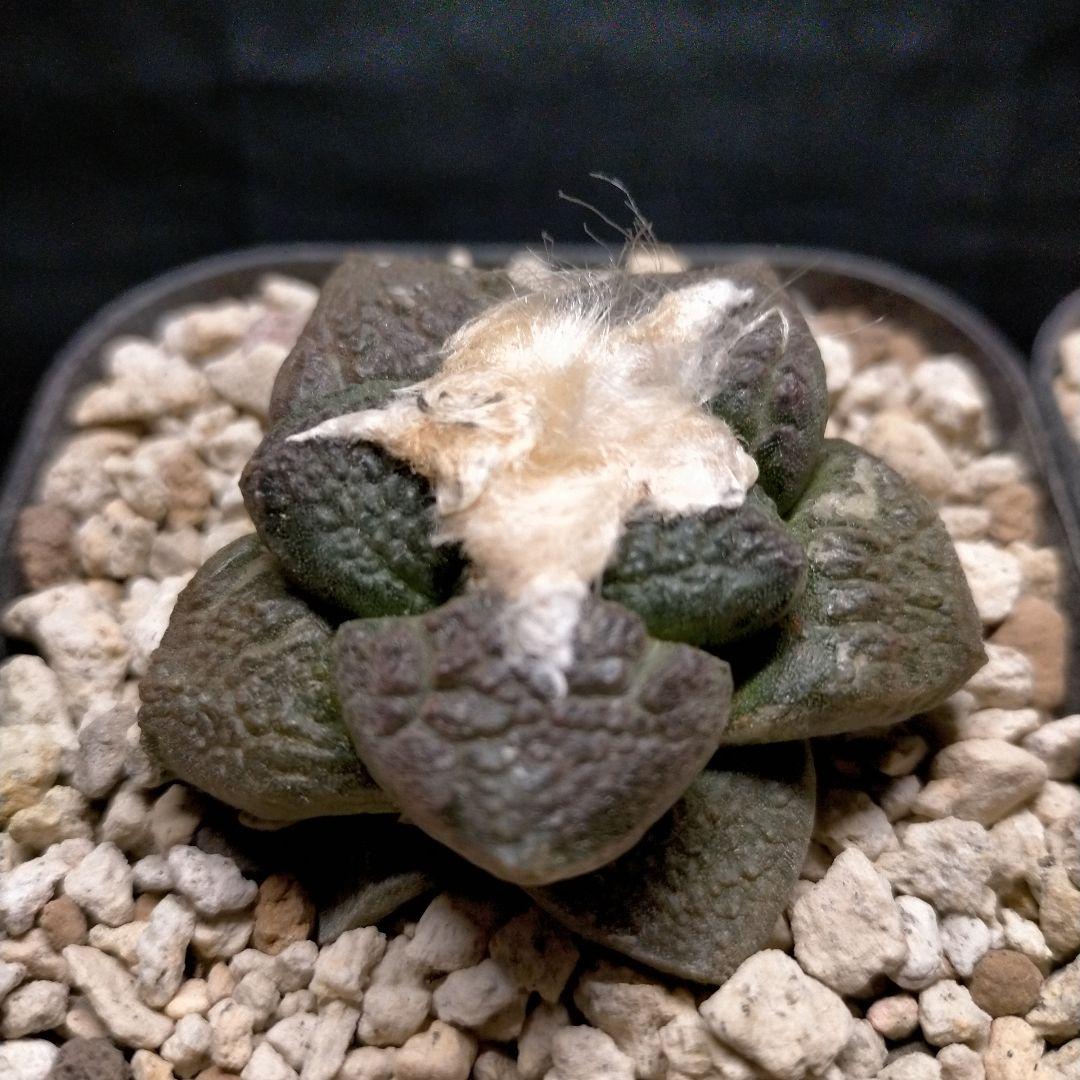 アリオカルプス 連山 短疣亀甲牡丹 2株セット 竜角牡丹 玉牡丹 花牡丹 黒牡丹