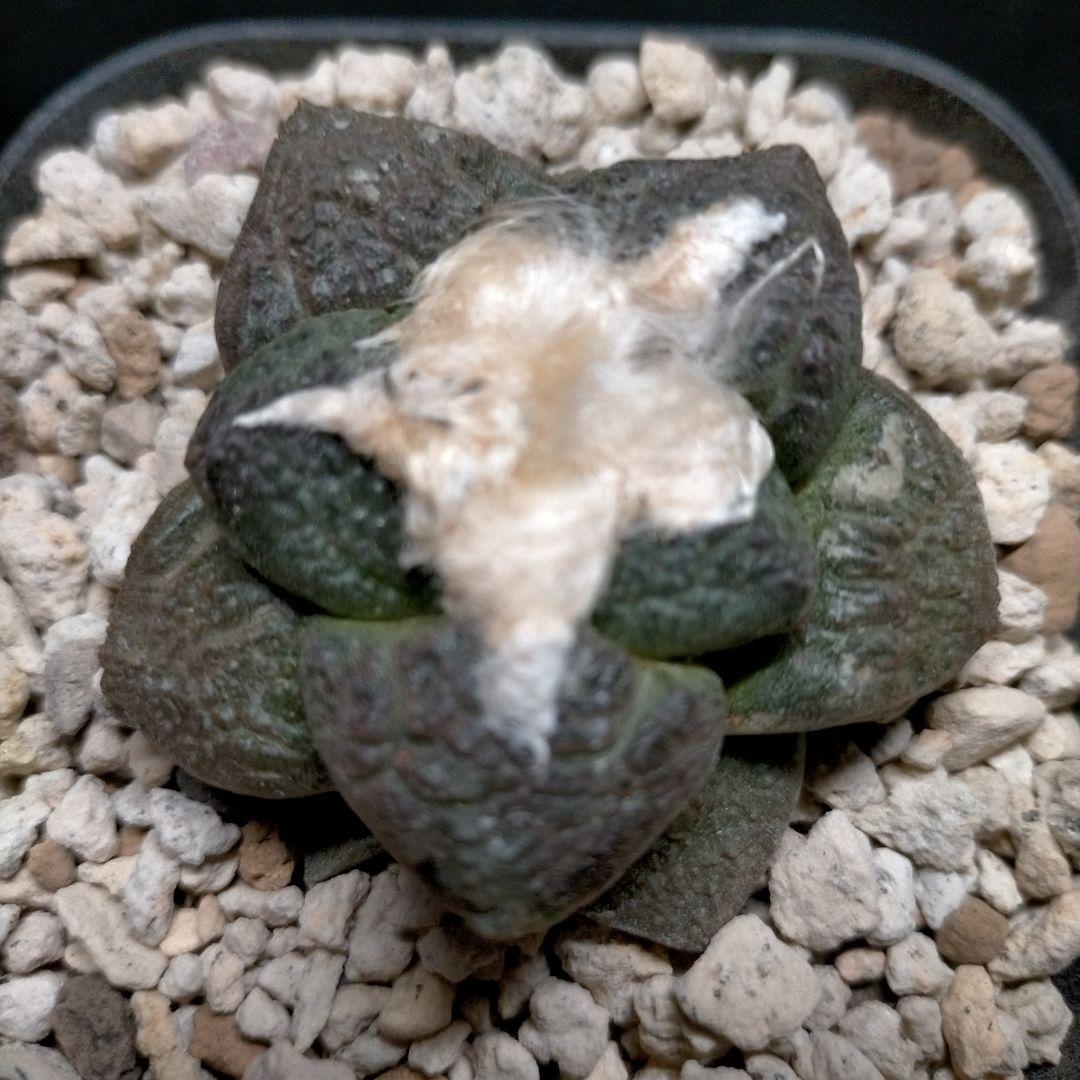 アリオカルプス 連山 短疣亀甲牡丹 2株セット 竜角牡丹 玉牡丹 花牡丹 黒牡丹