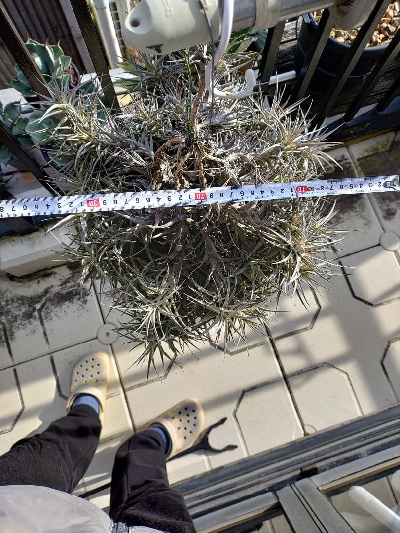 #エアープランツクランプ　ティランジアベルゲリー大型クランプ