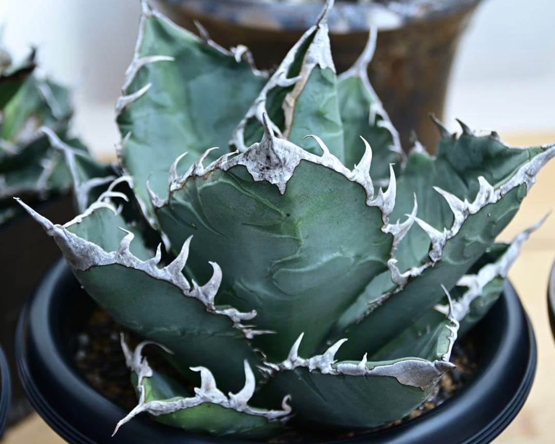 アガベ　チタノタ　ゴジラ　OSP株　成株　親株出品