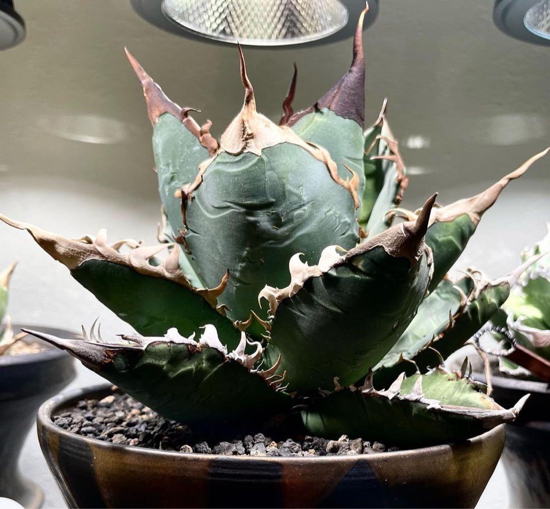 アガベ　チタノタ　ゴジラ　OSP株　成株　親株出品