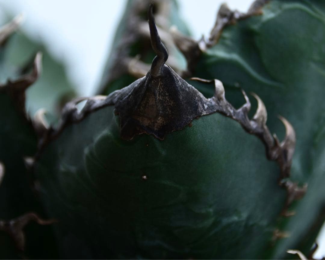 アガベ　チタノタ　ゴジラ　OSP株　成株　親株出品