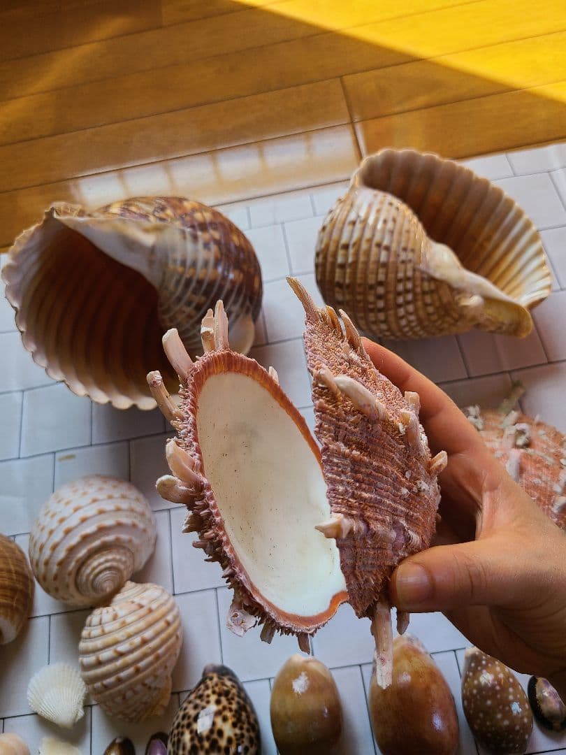 五島列島!特大! 貝殻　貝　標本　コレクション　タカラガイ　アンティーク　化石