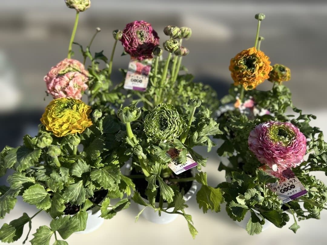 ラナンキュラス ポンポンシリーズ5号鉢６種セット