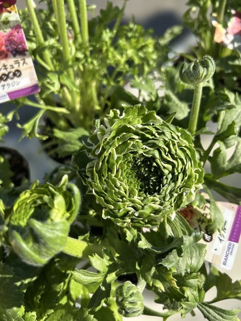 ラナンキュラス ポンポンシリーズ5号鉢６種セット