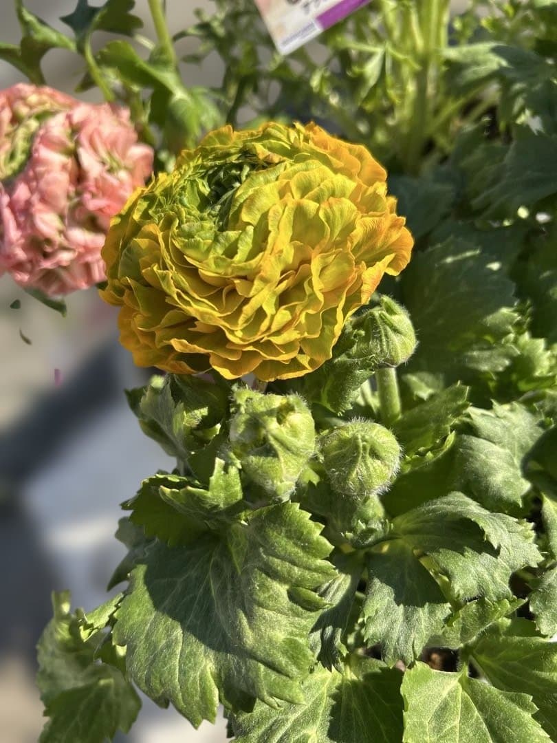 ラナンキュラス ポンポンシリーズ5号鉢６種セット