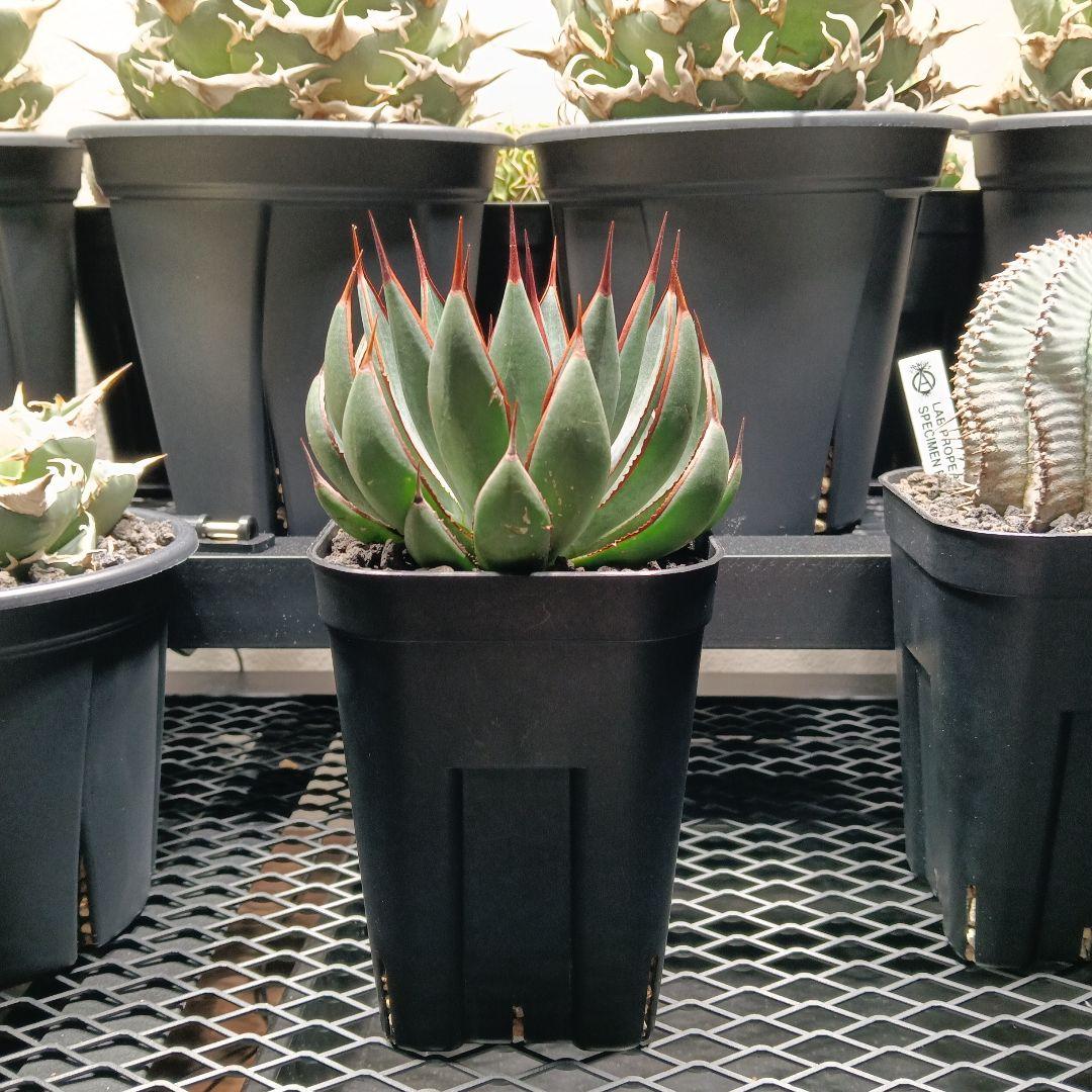 マンガべ　プレイングハンズ　アガベ　多肉植物　美株