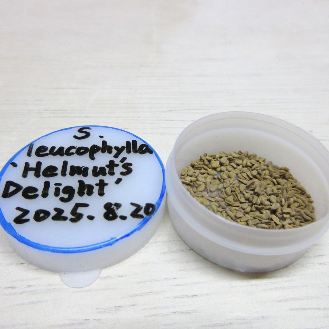 食虫植物 S. leucophylla 種子 50粒+α