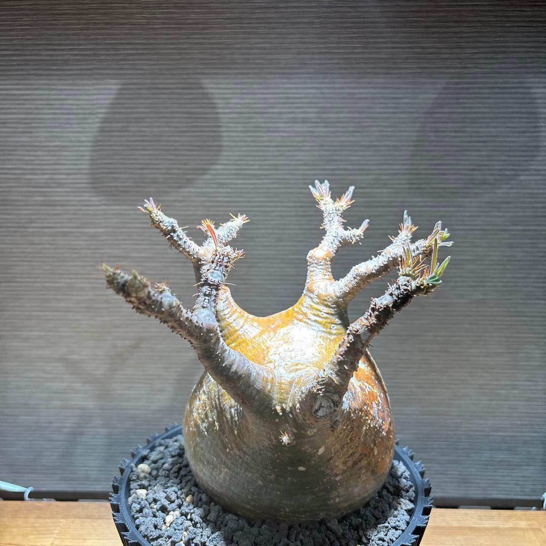 パキポディウム　グラキリス　発根済み　現地球