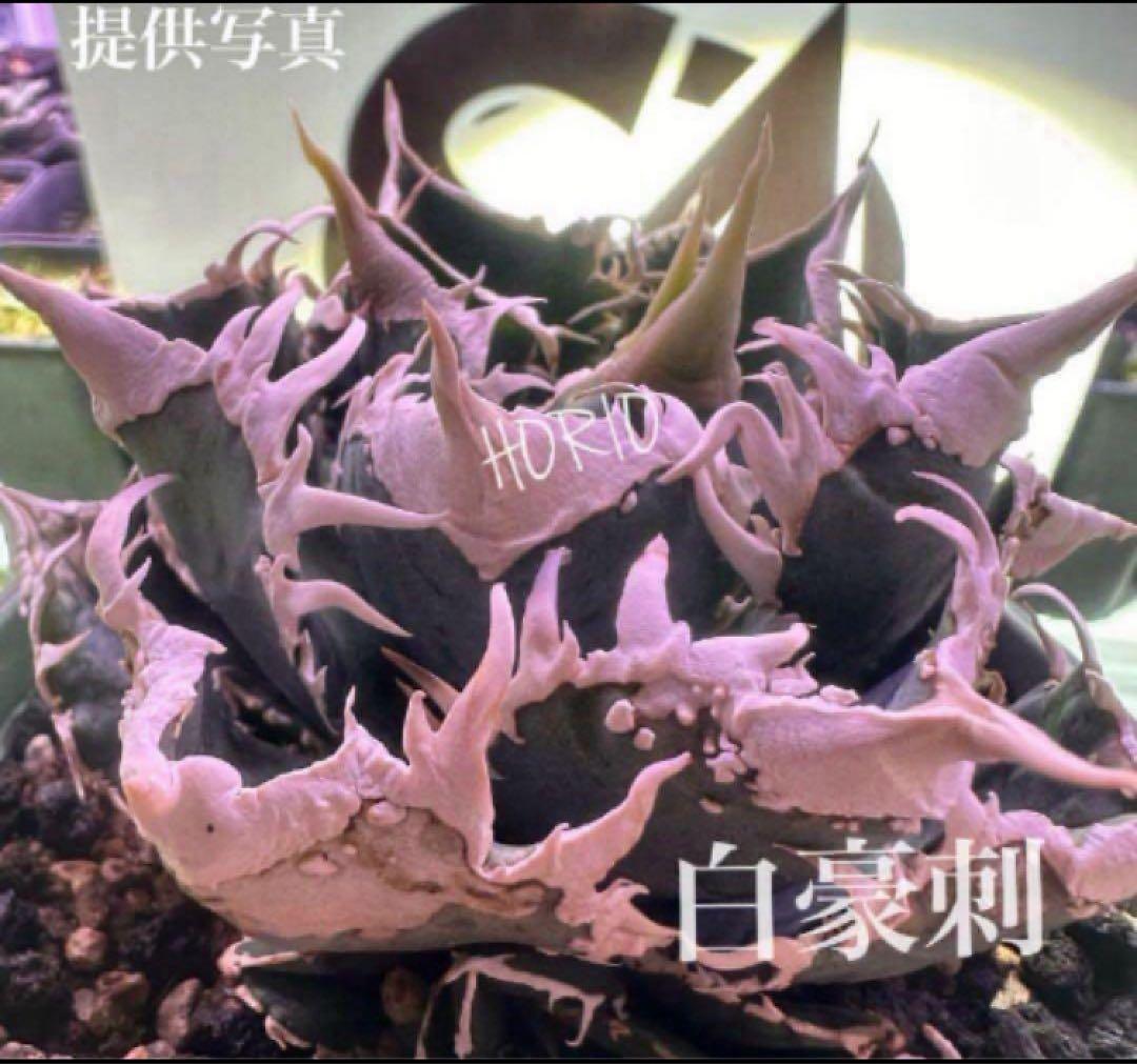 n*u様 【オークション】11 特選　太棘　アガべ　チタノタ　白豪刺　TC