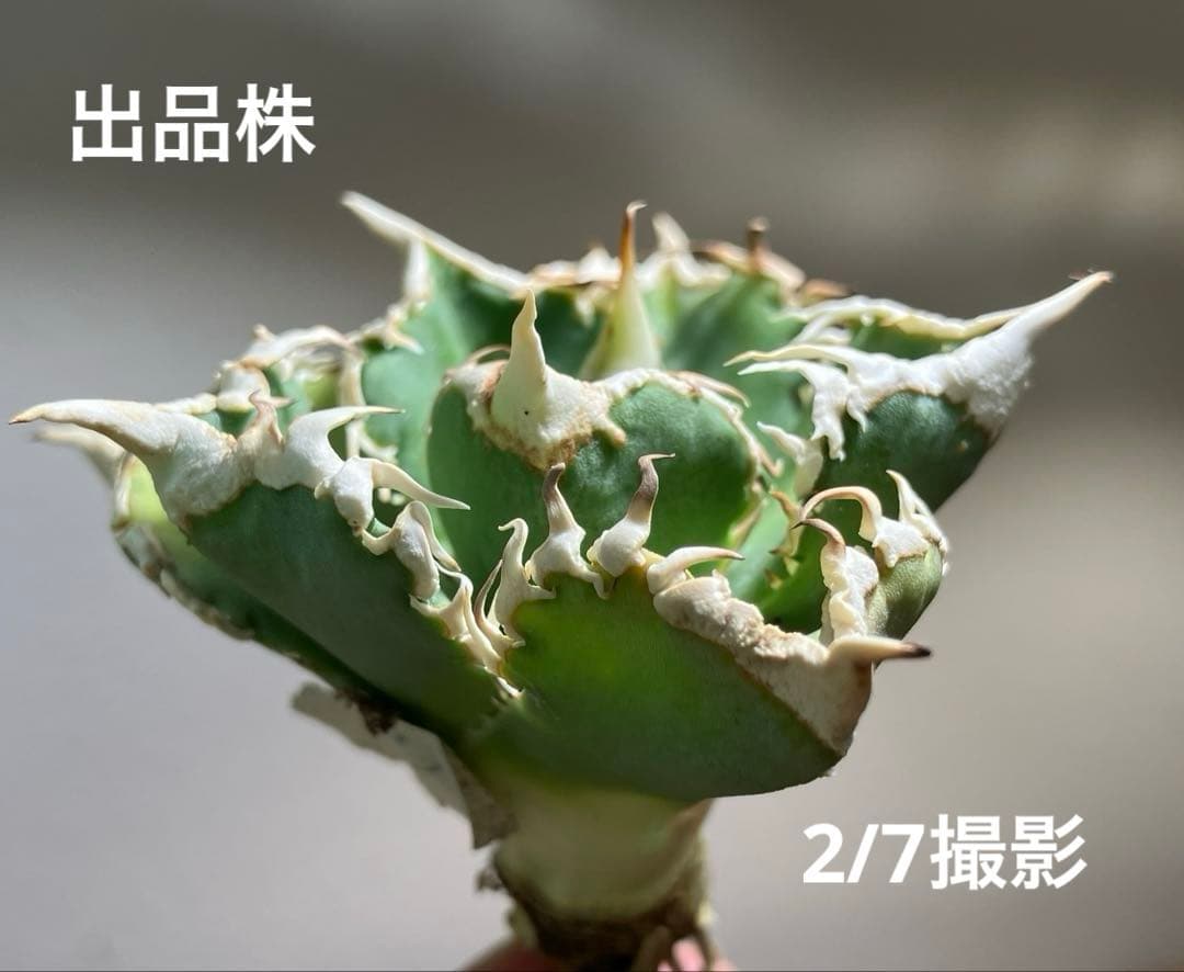 n*u様 【オークション】11 特選　太棘　アガべ　チタノタ　白豪刺　TC