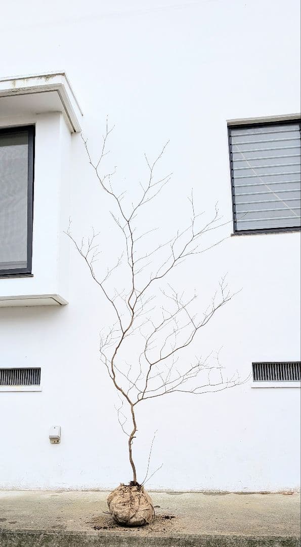 非凡。。山採りシロモジ。