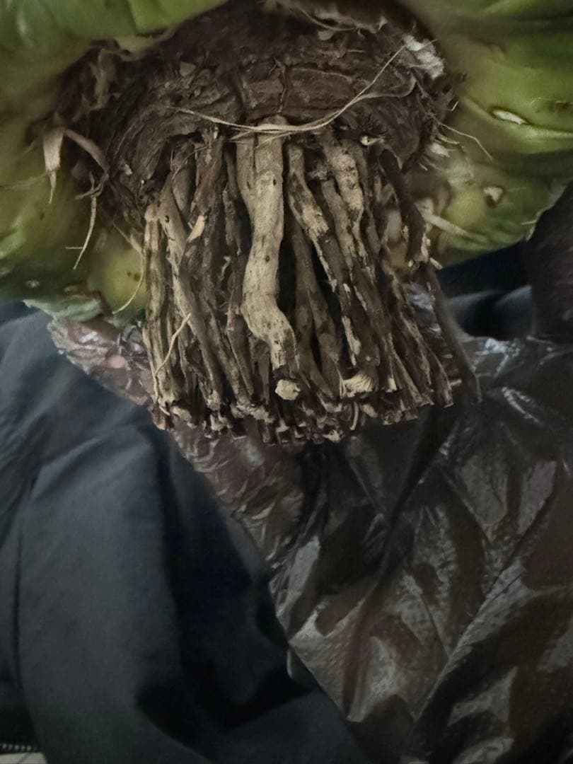 専用ページ　アガベ ダルマ笹の雪　濃白大苗◇ドライガーデン多肉サボテン　チタノタ