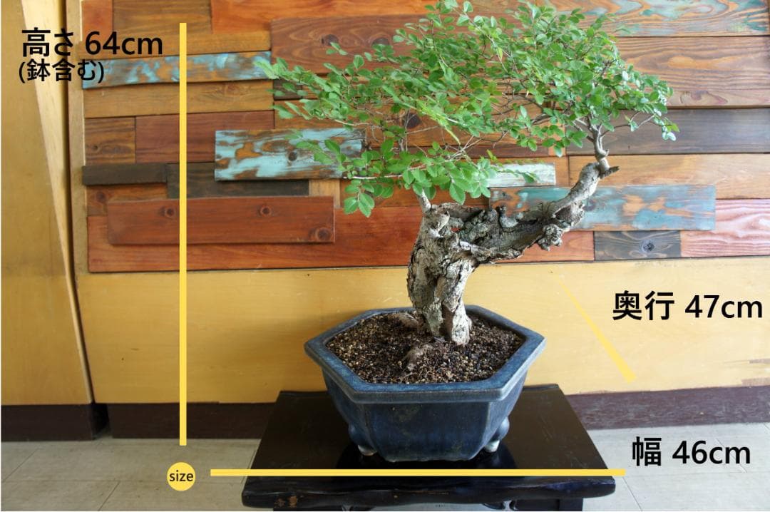 盆栽 『ブナ』 紅葉 インテリア 観葉植物 ガーデニング 送料無料 b192