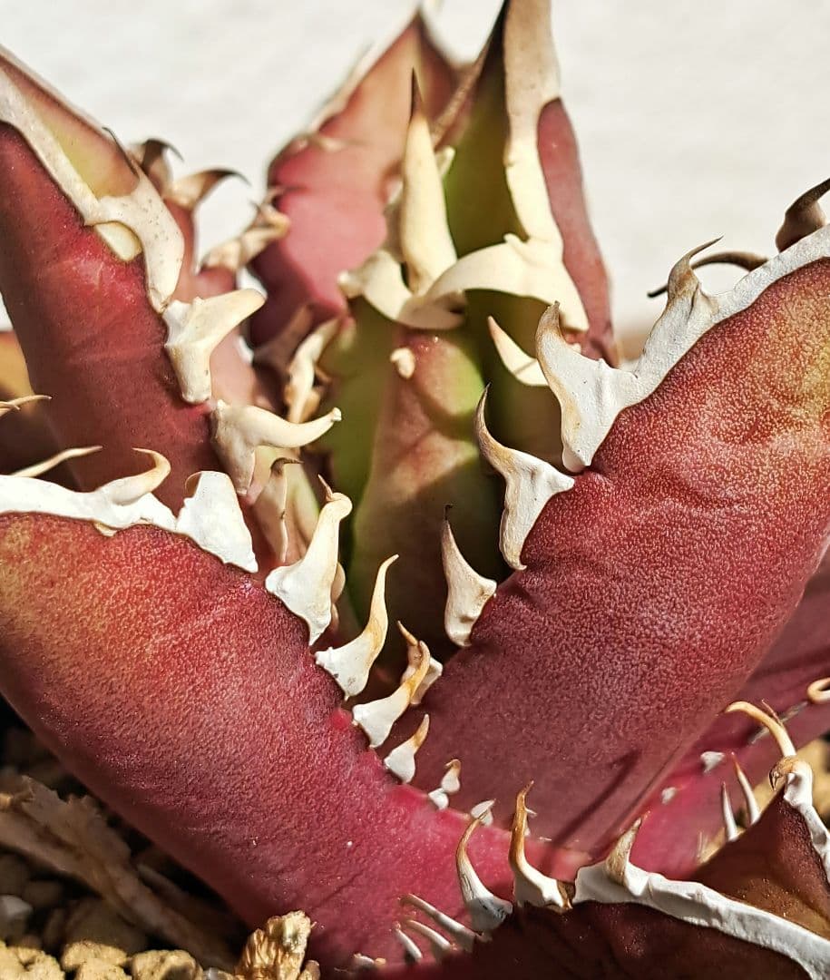 多肉植物 アガベ・チタノタ \