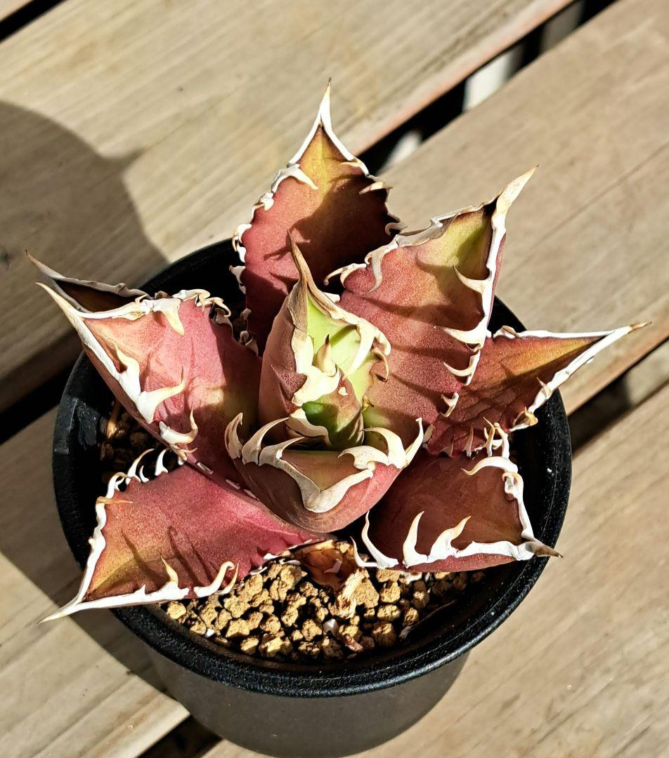 多肉植物 アガベ・チタノタ \"Red Catweazle\"