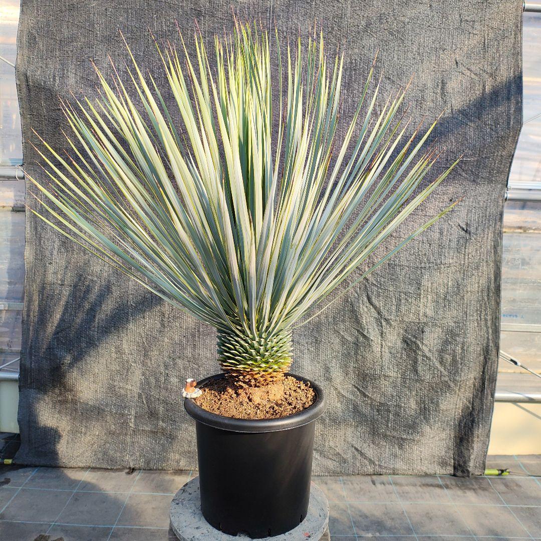 ユッカ ロストラータ Hybrid