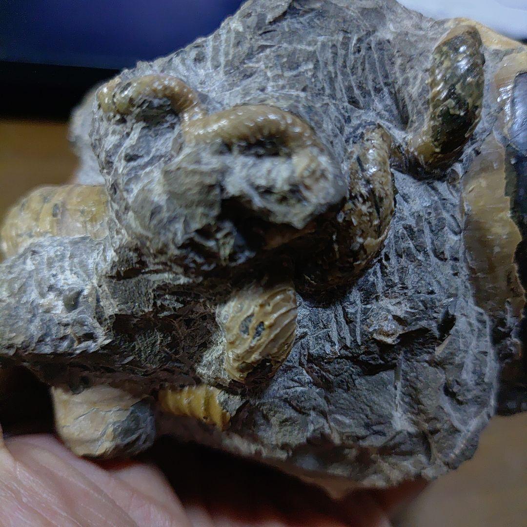 北海道アンモナイト異常巻きハイファントセラス群生