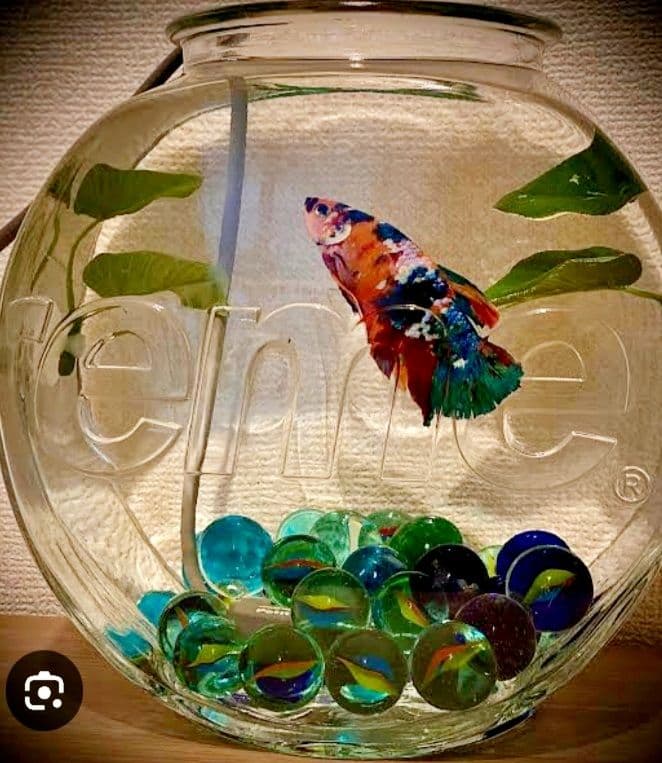 新品⭐シュプリーム⭐ロゴ ガラス アクアリウム 水槽 金魚鉢 テラリウム 花瓶