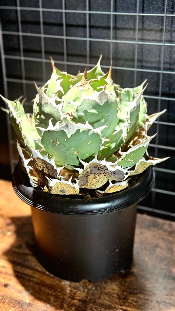 【大株】アガベ ノーネーム オテロイ チタノタ ボールタイプ