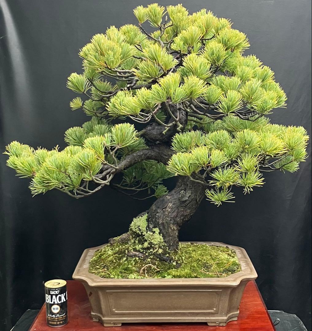 五葉松 盆栽
