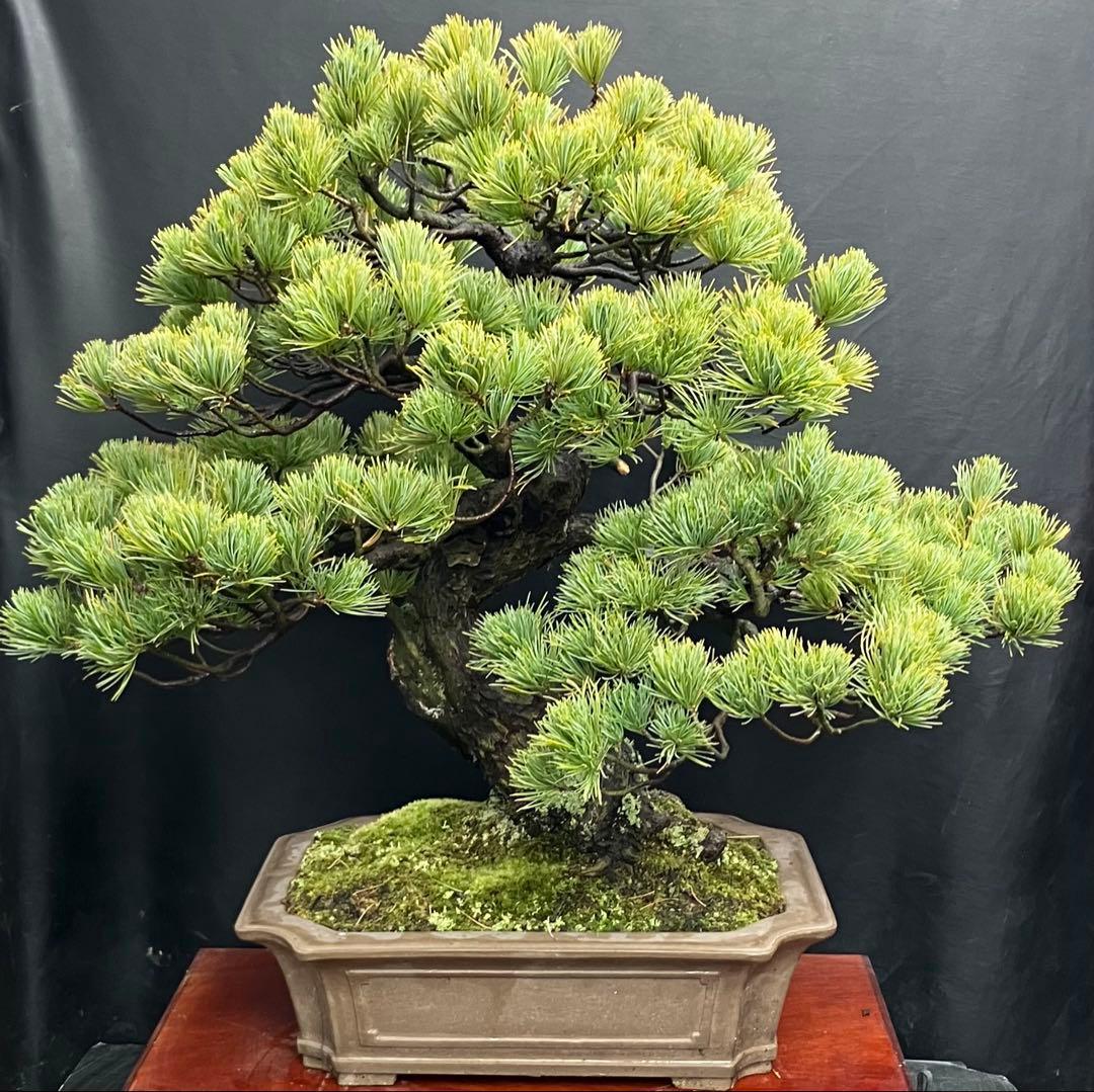 五葉松 盆栽