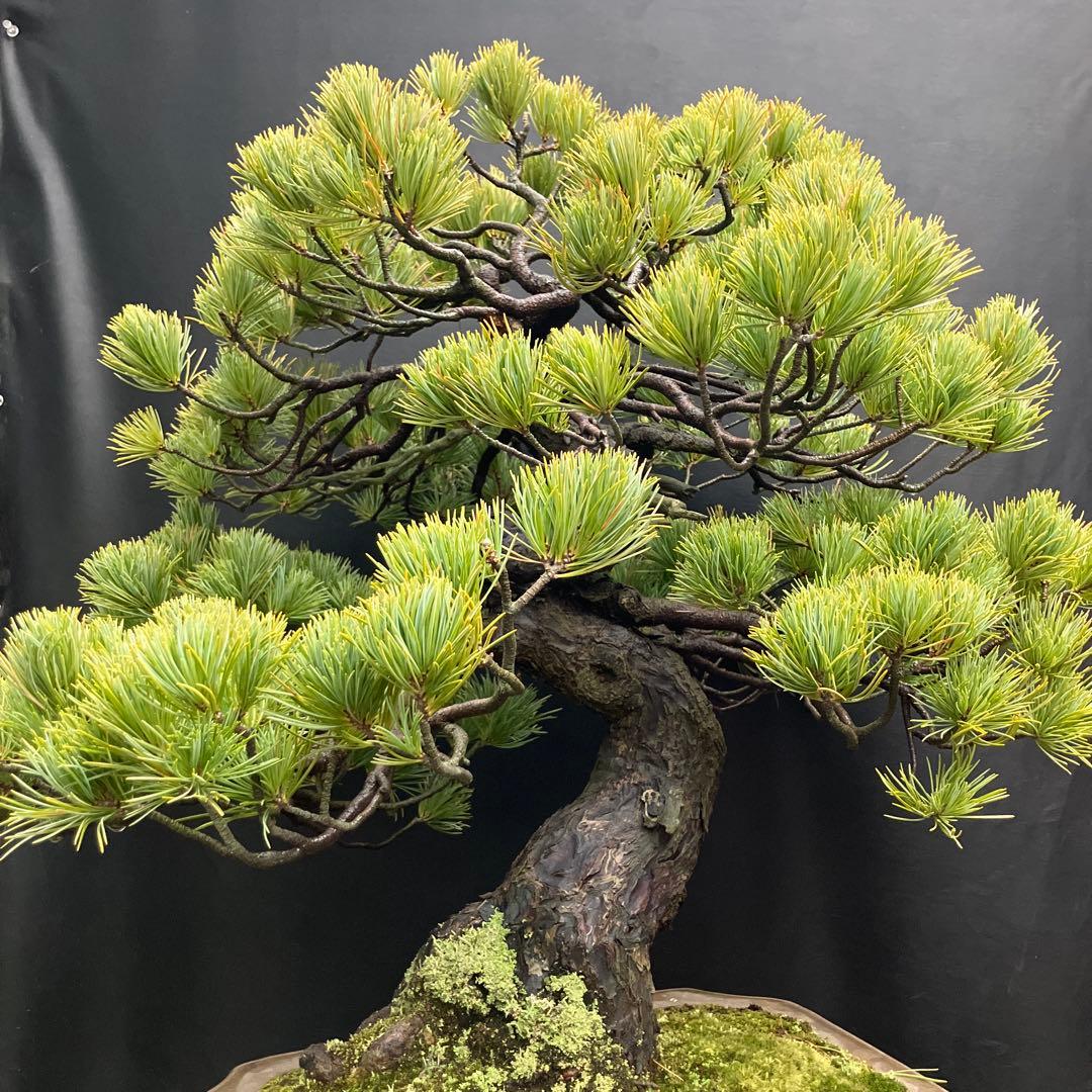五葉松 盆栽