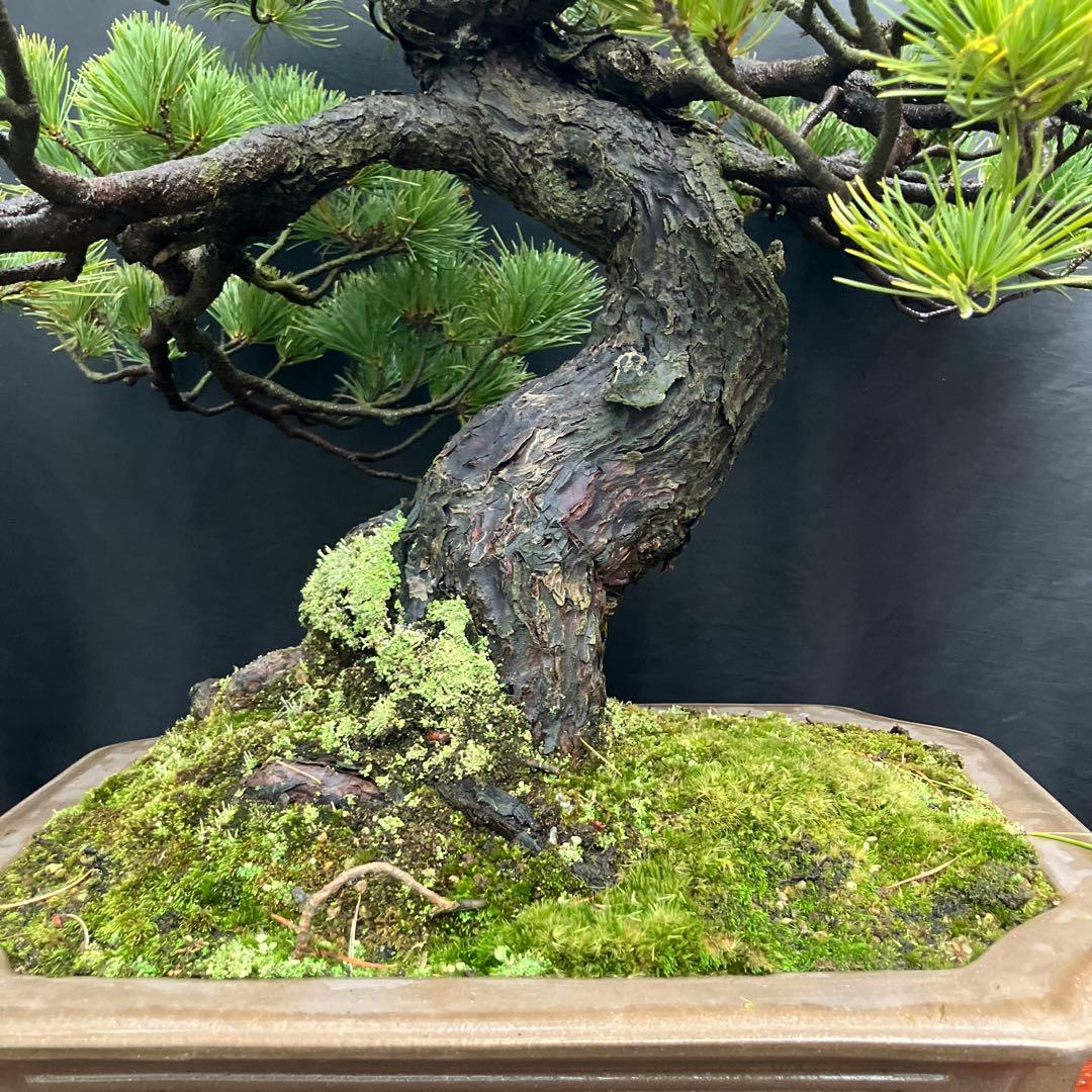 五葉松 盆栽