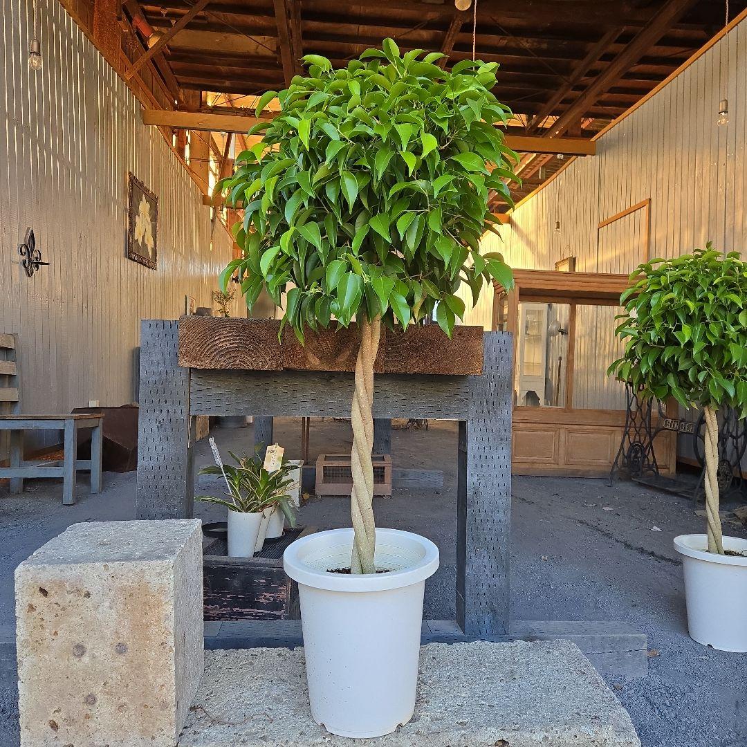 ①　フィカス　ベンジャミン　ネジリ　8号　特大苗木最高等級極上品‼️