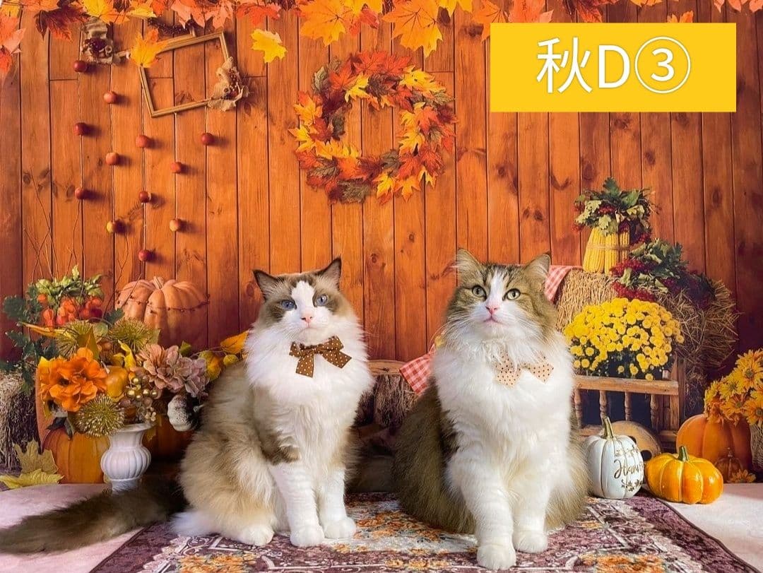 背景布　【　秋B　】　サンプル　ニューボーンフォトなどに♪